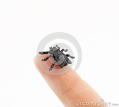Little plastic fly (bug) on finger Stock Photo