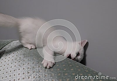 Chocolate cat`s paw while it is eating Stock Photo