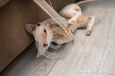 Little playful Devon Rex kitten plays with a rag on the floor Stock Photo