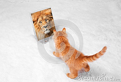 Red kitten on a white background plays looks lies Stock Photo