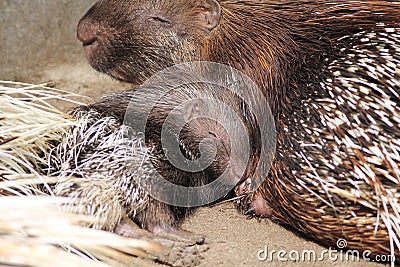 Little porcupine with its mother Stock Photo