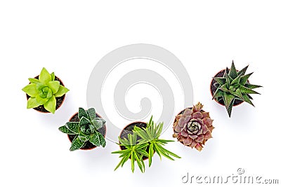 Little potted succulent plants isolated on white Stock Photo