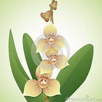 Little Precious Orchids and Buds, Vector Illustration Vector Illustration