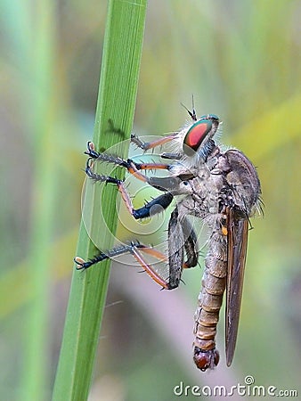 Little Predator Stock Photo