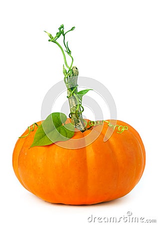 Little pumpkin with vines and leaves Stock Photo