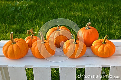 Little pumpkins in garden Stock Photo