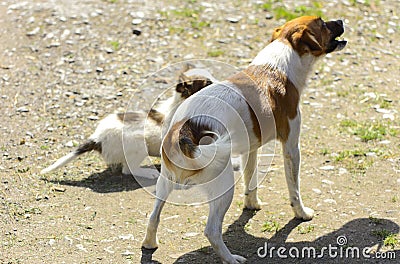 Little puppies bite and play with each other against the background of green grass. Beautiful white color, black nose and brown e Stock Photo