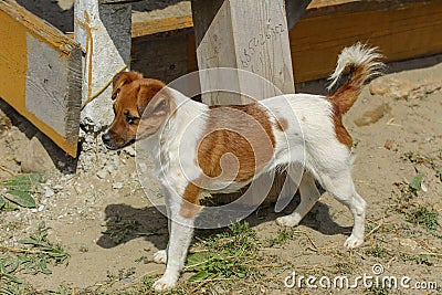 Little puppies bite and play with each other against the background of green grass. Beautiful white color, black nose and brown e Stock Photo