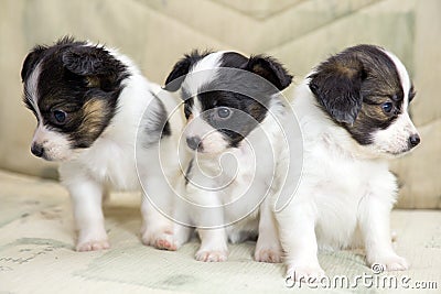 Little Puppies Papillon Stock Photo