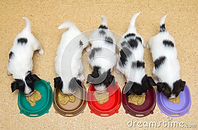 Little Puppies Papillon eat Stock Photo