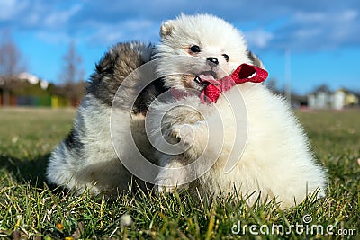 Little puppies. Pomeranian puppies playing outdoorPomeranian sp Stock Photo