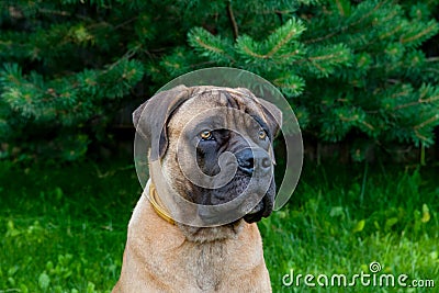 Little puppy age five months a rare breed South African Boerboel Stock Photo