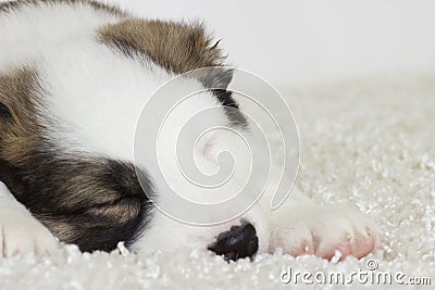 Little puppy asleep Stock Photo