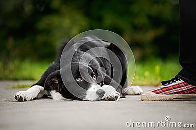 Little puppy border collie Stock Photo