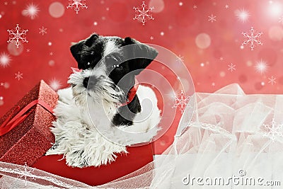 Little Puppy in a Christmas Box Stock Photo