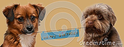 Little puppy dogs with birthday greetings Stock Photo