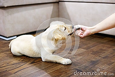 The little puppy labrador gives the girl a paw. Home. The concep Stock Photo