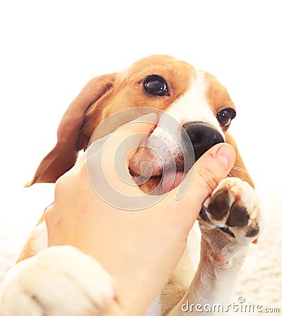 Little puppy lick hand Stock Photo