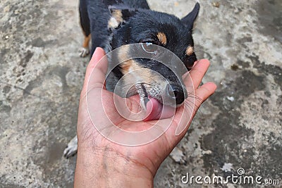 little puppy lick man hand. Stock Photo