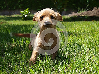 Little puppy of podenco Stock Photo