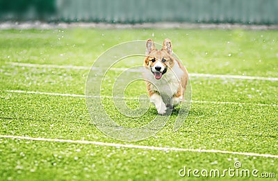 Little puppy red dog breed Corgi fun running around the green football field on the Playground on the streets in the city for a Stock Photo