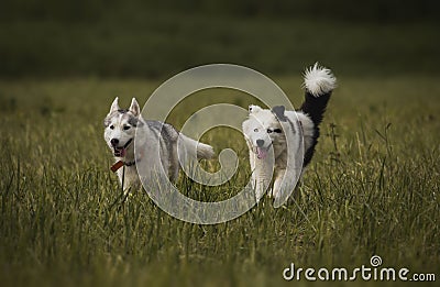 A little puppy of the yakutian laika in the field. And husky Stock Photo