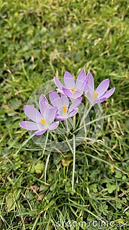 Little purple crocus flowers Stock Photo