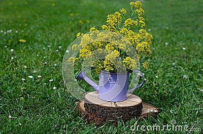 Little Purple decorative watering can for watering flowers Stock Photo