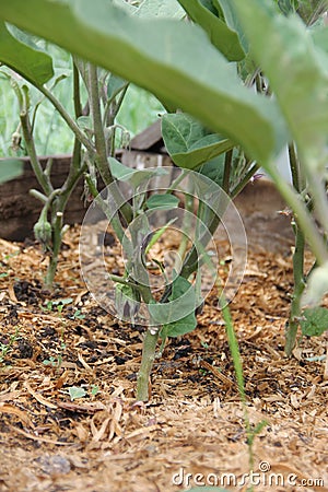 Little purple eggplant vegetable that grows on plant in a greenhouse Stock Photo