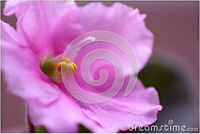 little purple flower microphotography. Stock Photo