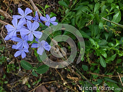 Little purple flower Stock Photo