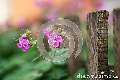 Little purple flowers in garden next to woodden fence Stock Photo