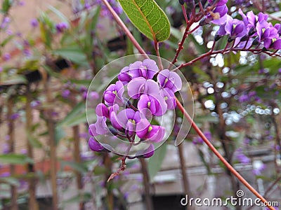 Little purple flowers in a spring day Stock Photo