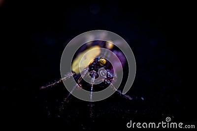 Little Purple Vampire Crab isolated on black Stock Photo