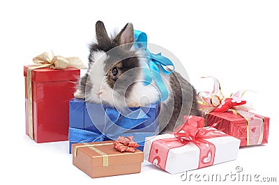 Little rabbit between the boxes with gifts Stock Photo