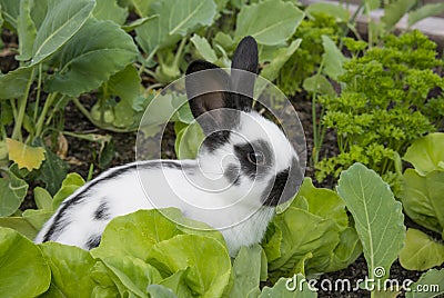 Little rabbit eating lettuce Stock Photo