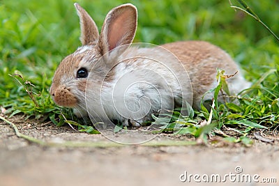 A little rabbit in the garden Stock Photo