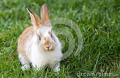 Little rabbit Stock Photo