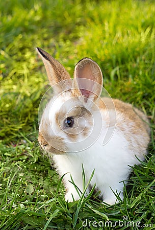 Little rabbit Stock Photo