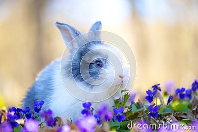 Little rabbit on green grass in spring day Stock Photo