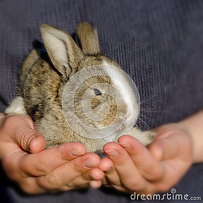 Little rabbit in the hands. Girl holding a rabbit in her arms Stock Photo