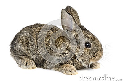 Little rabbit Stock Photo