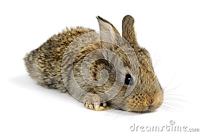 Little rabbit Stock Photo