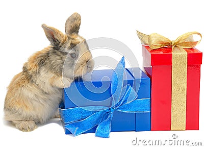 Little rabbit near the boxes with gifts Stock Photo