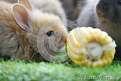Little rabbit tried to gnaw on a large piece of corn Stock Photo
