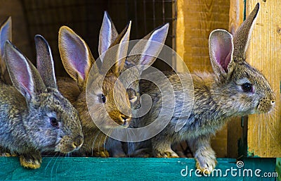 Little rabbits. rabbit in farm cage or hutch. Breeding rabbits c Stock Photo
