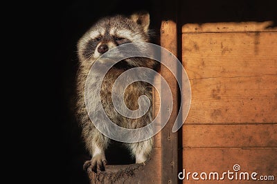 A little raccon looks out Stock Photo