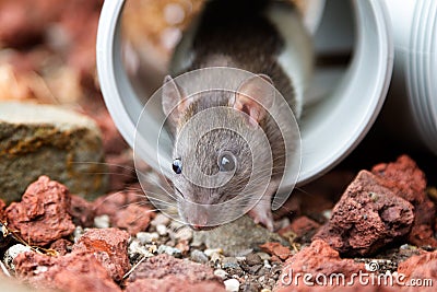 Little rat peeking from pipe Stock Photo