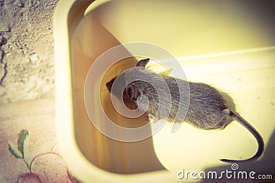 A little rat is sitting in an open plastic container from the cheese. Stock Photo