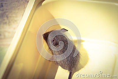 A little rat is sitting in an open plastic container from the cheese. Stock Photo